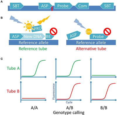 Rapid Multiplex Genotyping of 20 HLA-A*02:01 Restricted Minor <mark class="highlighted">Histocompatibility Antigens</mark>